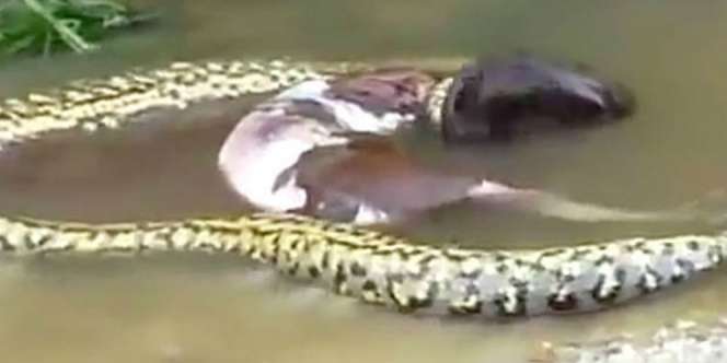 Usai Ditelan, Anaconda Raksasa Keluarkan Kembali Sapi Utuh