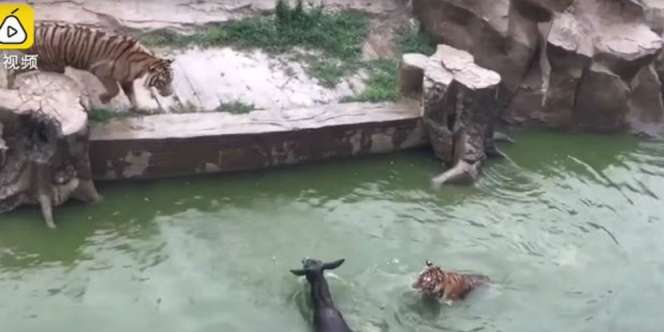Beri Hewan Hidup untuk Santapan Harimau, Bonbin Dikecam