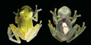 Unik, Organ Katak Ini Dapat Terlihat
