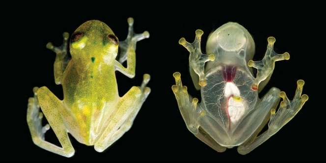 Unik, Organ Katak Ini Dapat Terlihat