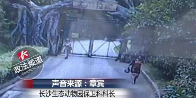 Lompat Pagar Biar Gratis, Pengunjung Nyaris Disantap Harimau