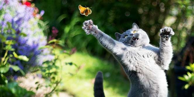 15 Keterampilan Kucing yang Belum Banyak Diketahui Orang