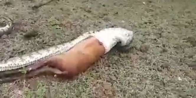 Ngeri! Ular Piton Itu Muntahkan Mangsa yang Terlalu Besar