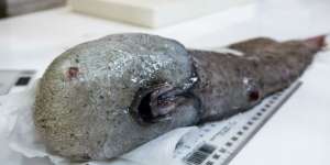 Menghilang 150 Tahun, Ikan Tanpa Wajah Kembali Ditemukan