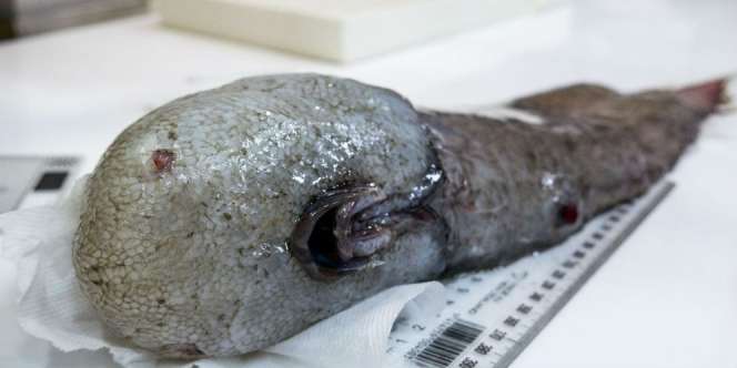 Menghilang 150 Tahun, Ikan Tanpa Wajah Kembali Ditemukan