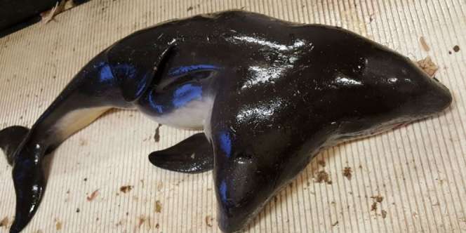 Temuan Langka, Ikan Kembar Siam