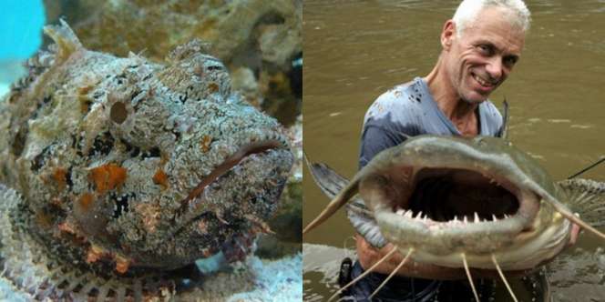 10 Ikan Paling Berbahaya & Mematikan di Dunia