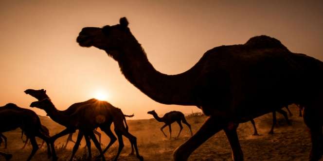 Nyata, Saudi Deportasi 15 Ribu Unta `Kelahiran` Qatar