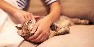Terungkap! Kenapa Kucing Suka Dielus di Bagian Kepala