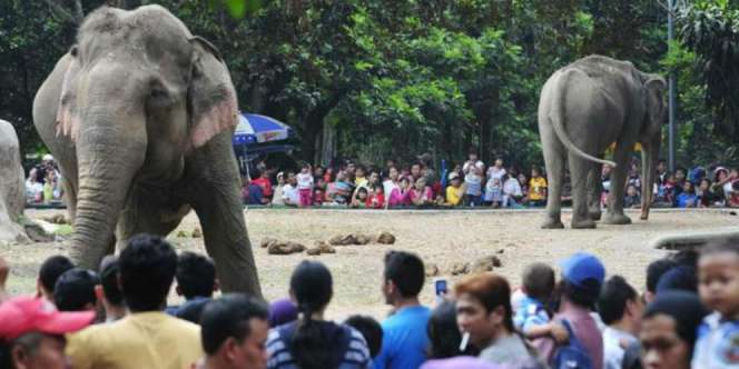 120 Anak Terpisah dari Orangtua Saat Wisata di Ragunan
