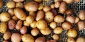 Kentang Purba 10.900 Tahun Ditemukan, Lihat Bentuknya!