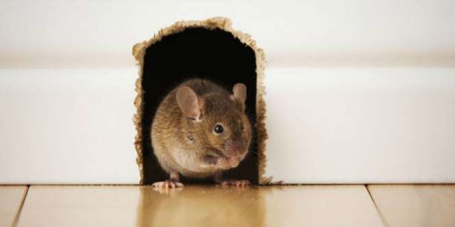 Wajib Dicoba, Metode Usir Tikus Tanpa Racun