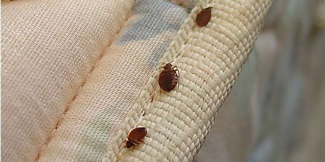 Langkah Penting Mencuci Bahan yang Dipenuhi Kutu Busuk