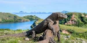 Taman Nasional Komodo Sambar World Top 10 Best Destinations