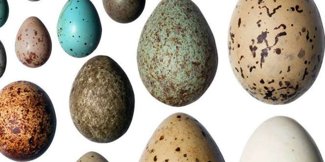 Ini Alasan Telur Burung Bentuknya Lonjong dan Lancip