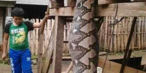 Ular Piton Berperut Besar Gegerkan Sumsel, Ternyata Isinya...