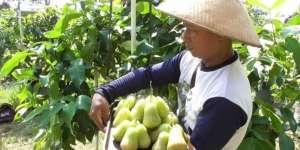 Meraup Untung Rp50 Juta dari Jambu Madu