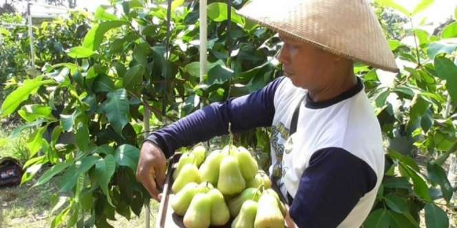 Meraup Untung Rp50 Juta dari Jambu Madu