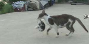 Kucing Ini Hobi Culik Anak Induk Lain untuk Jadi Anak Angkat