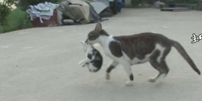 Kucing Ini Hobi Culik Anak Induk Lain untuk Jadi Anak Angkat