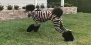 Sulit Dipercaya, Hewan Ini Bukan Kuda Zebra