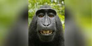Kisruh Rebutan Hak Cipta Foto Selfie Monyet Sulawesi