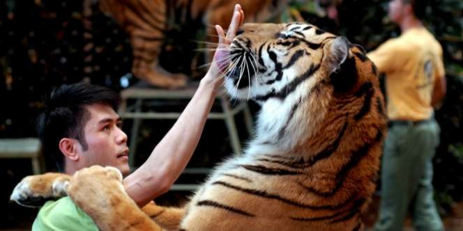 Terkuak, Ternyata Ini Rahasia Pawang Harimau Agar Tak Diterkam