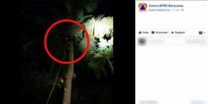 Panjat Pohon Kelapa Tak Bisa Turun, Pria Ini Akhirnya...