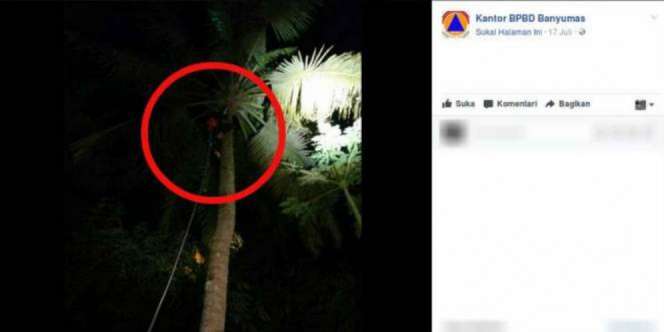 Panjat Pohon Kelapa Tak Bisa Turun, Pria Ini Akhirnya...