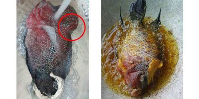 Penasaran Rasa Ikan Lohan, Pria Ini Menggorengnya Lalu Alami..