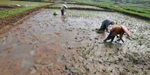 Sawah Gagal Panen, Petani Nekat Gali Tanah, Ternyata Dapat...