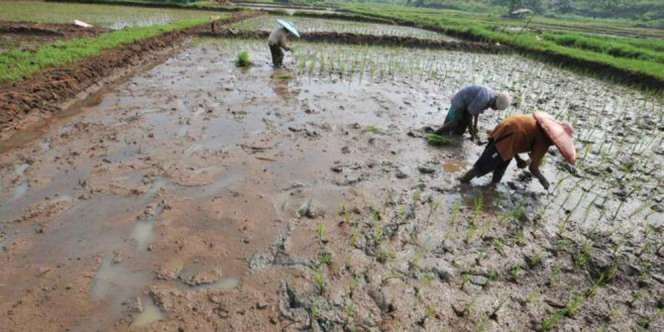 Sawah Gagal Panen, Petani Nekat Gali Tanah, Ternyata Dapat...