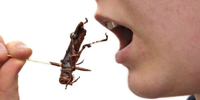 Tanpa Sadar, Kita Setiap Hari Konsumsi Serangga!