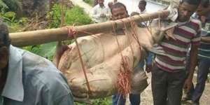 Warga Desa Tangkap Ikan Lele Raksasa, Astaga Beratnya!