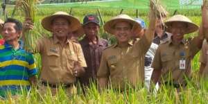Wow! Banyuwangi Mampu Ekspor Beras Organik 100 Ton/Tahun