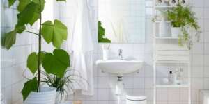 3 Tanaman Andalan untuk Percantik Kamar Mandi