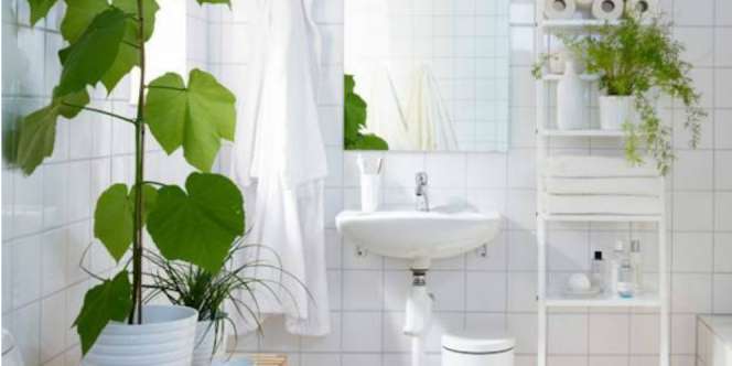 3 Tanaman Andalan untuk Percantik Kamar Mandi