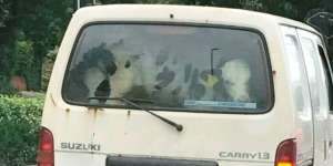 4 Sapi Diangkut Pakai Mobil Carry, Begini Jadinya