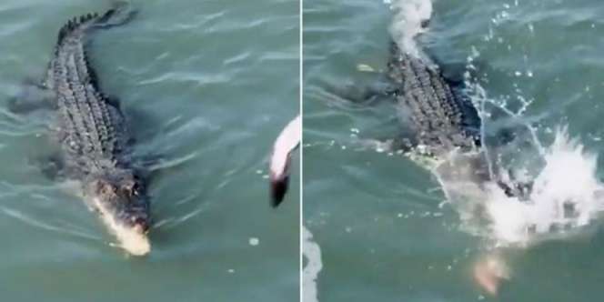Pertarungan Mendebarkan Hiu Vs Buaya, Siapa Menang?