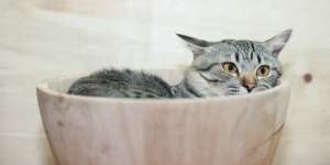 Tabrak Kucing Akan Tertimpa Sial? Ini Pandangan Islam