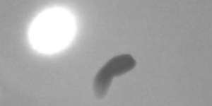 Hewan Ajaib, Dimutilasi Tak Mati, Tanpa Mata Bisa Melihat