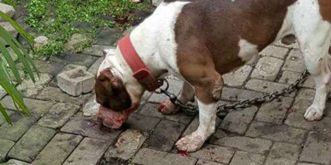 Innalillahi, Bocah Tewas Diserang Anjing Peliharaan Sendiri