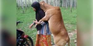 Takut Disembelih, Sapi Kurban Ini Peluk Majikannya