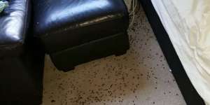 Kontrakan Mama Muda Dipenuhi Belatung, Astaga Usai Dicek...