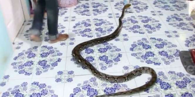 Ngeri! Kucing Mati Tergigit, di Bawah Kasur Ternyata Ada...