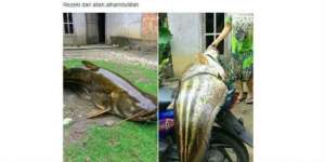 Ikan Lais Raksasa Ini Bikin Warganet Geger, Asli atau Palsu?