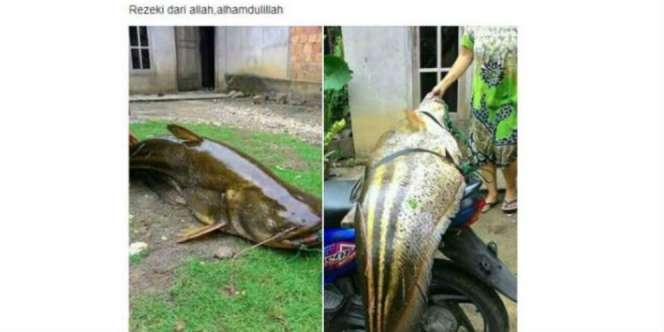 Ikan Lais Raksasa Ini Bikin Warganet Geger, Asli atau Palsu?