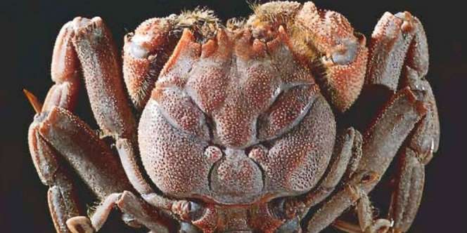 Misteri Kepiting Berwajah Manusia Akhirnya Terungkap