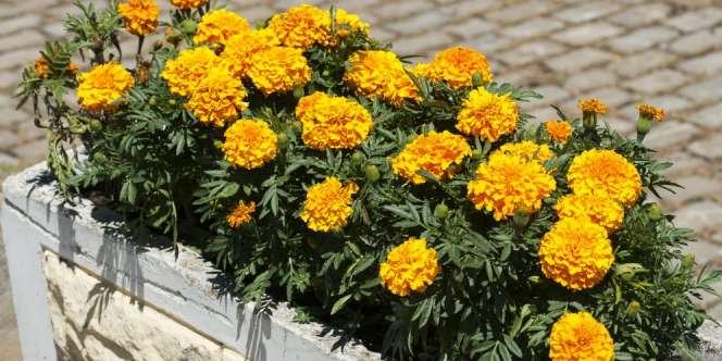 Bikin Pot Berisi Tanaman Cantik Penangkal Nyamuk