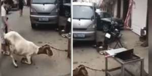 Reaksi Kocak Seekor Kambing Melihat Parang di Hadapannya